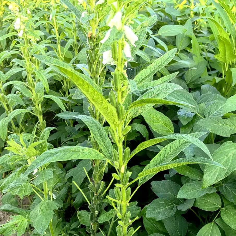 26年新鲜芝麻叶露天绿芝麻叶河南商用芝麻叶绰水芝麻叶蔬菜包邮