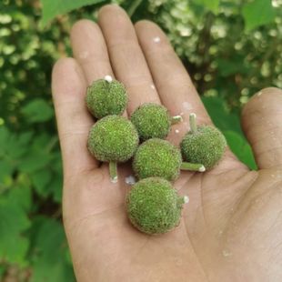 25年新货新鲜构树桃露天楮桃野生构树果泡酒楮实子青果子现货包邮