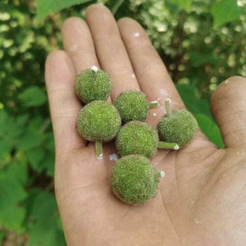 25年新货新鲜构树桃露天楮桃野生构树果泡酒楮实子青果子现货包邮