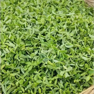 新鲜柳芽26年野生柳芽茶露天柳絮柳树芽柳花嫩柳芽尖野菜现货包邮