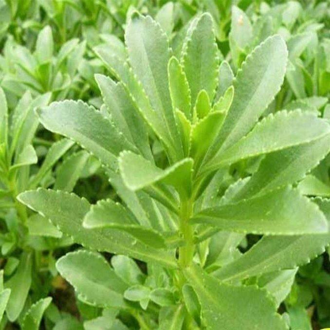 26年新鲜养心菜现摘救心菜景天三七头儿食用高钙野菜火锅食材包邮