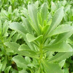 26年新鲜养心菜现摘救心菜景天三七头儿食用高钙野菜火锅食材包邮