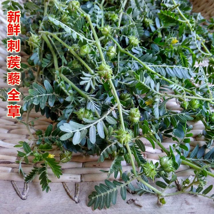 新鲜蒺藜秧蒺藜刺蒺藜草野生白蒺藜晒干蒺藜秧三角刺野菱角正品
