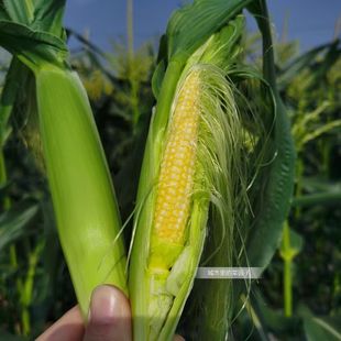 25年新鲜玉米笋现摘玉米芯农家带绿皮嫩苞米火锅食材宠物粮食 包邮