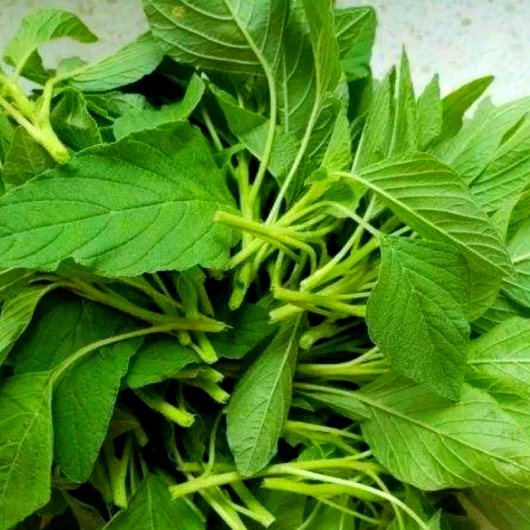 26年新鲜绿苋菜现摘嫩苋菜野生人汉菜天然银银菜现货圆叶苋菜包邮