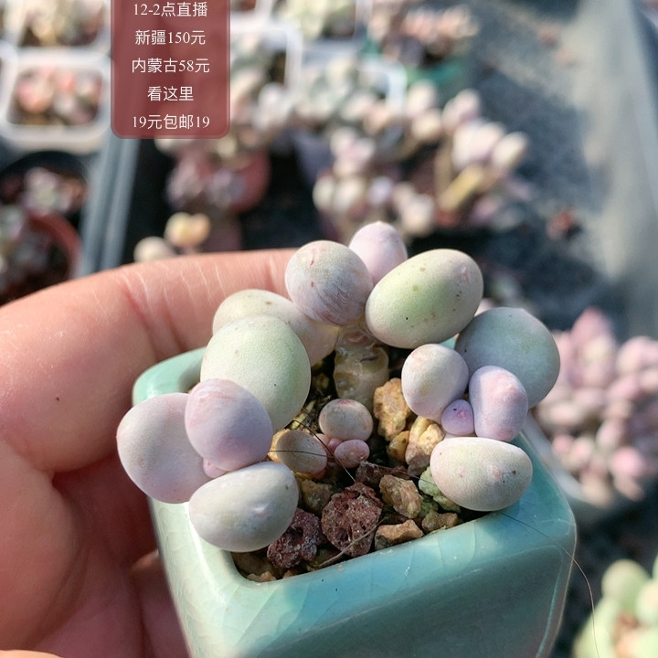 带盆蛋黄,鲜花速递/花卉仿真/绿植园艺,多肉植物,淘宝优惠券,粉丝福利购,淘宝优惠卷