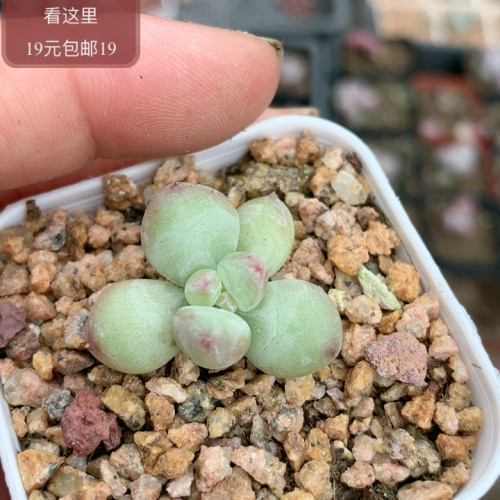 萤火虫奶酪糖化