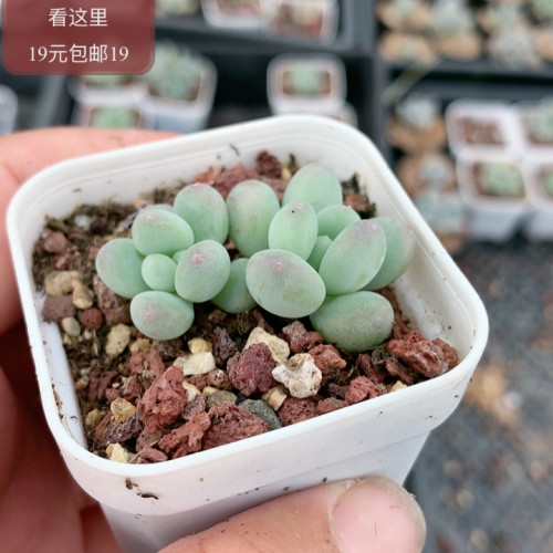 萤火虫奶酪