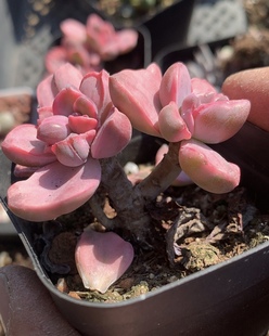 彩虹糖石化锦 今日上新 多肉植物 有根 植物盆栽包邮不包整