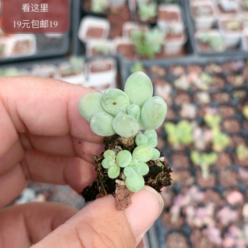 萤火虫奶酪