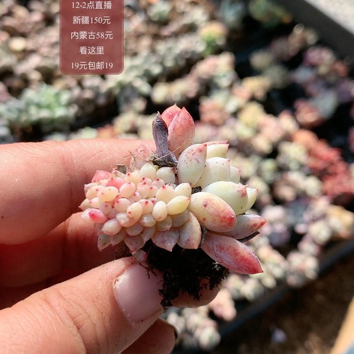 雪天使缀,鲜花速递/花卉仿真/绿植园艺,多肉植物,淘宝优惠券,粉丝福利购,淘宝优惠卷