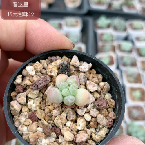 萤火虫奶酪