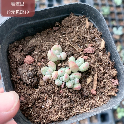 萤火虫奶酪