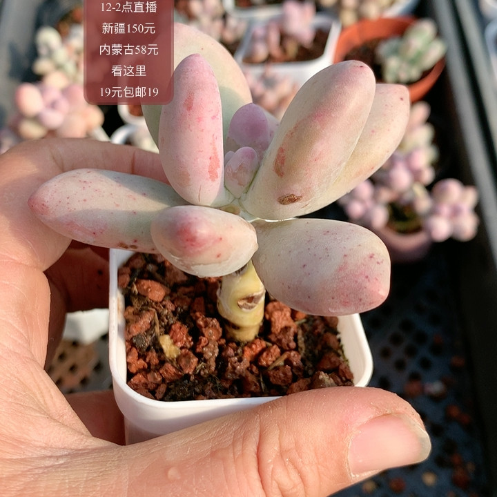 奶酪变异,鲜花速递/花卉仿真/绿植园艺,多肉植物,淘宝优惠券,粉丝福利购,淘宝优惠卷