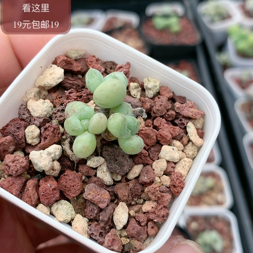 萤火虫奶酪