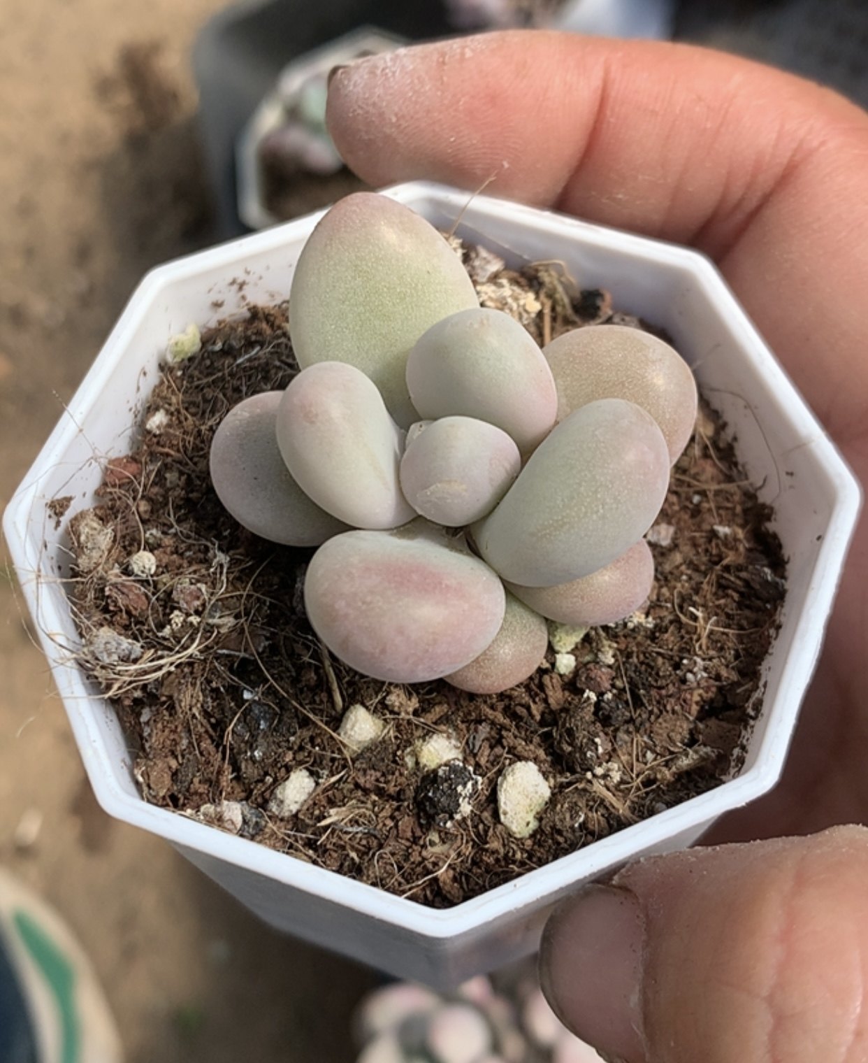 米多丽 盆口6.5 cm 多肉植物懒人 一物一拍 盆栽19元包邮远38,鲜花速递/花卉仿真/绿植园艺,多肉植物,淘宝优惠券,粉丝福利购,淘宝优惠卷