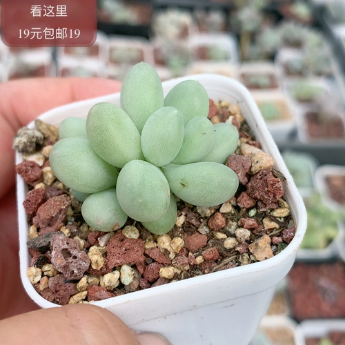 萤火虫奶酪