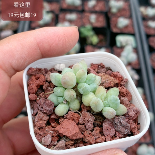 萤火虫奶酪
