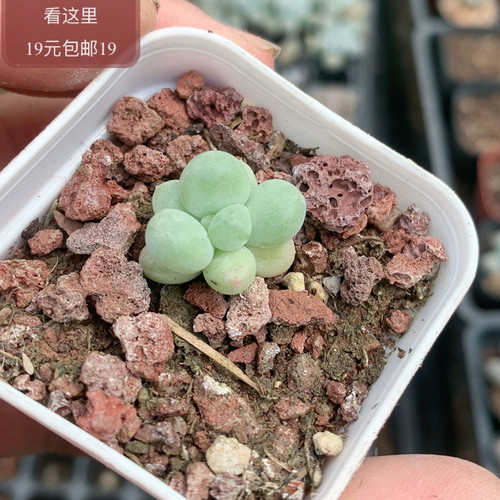 萤火虫奶酪
