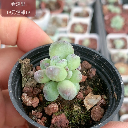萤火虫奶酪