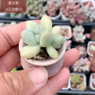 象牙杂带盆