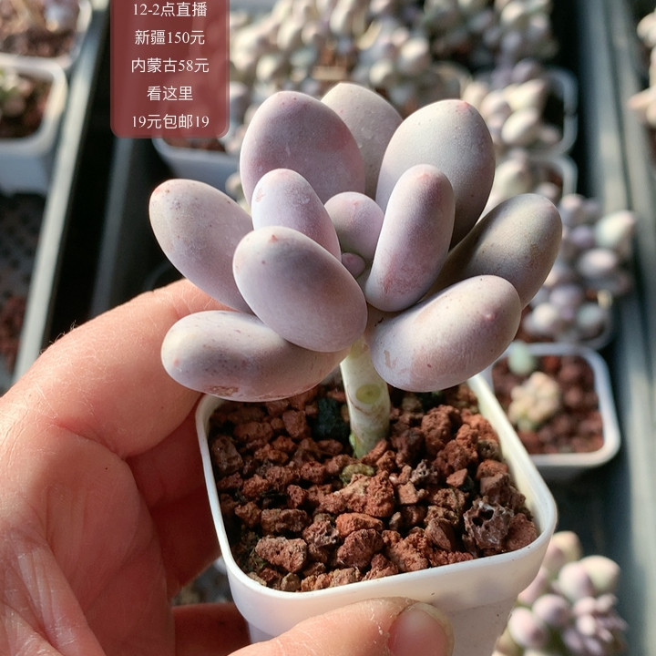 大叶,鲜花速递/花卉仿真/绿植园艺,多肉植物,淘宝优惠券,粉丝福利购,淘宝优惠卷