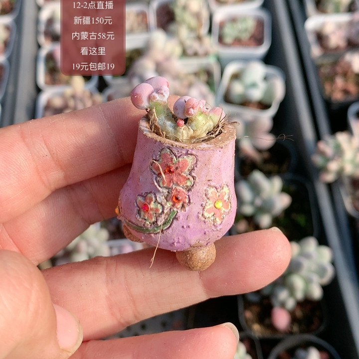 蛋黄带盆,鲜花速递/花卉仿真/绿植园艺,多肉植物,淘宝优惠券,粉丝福利购,淘宝优惠卷