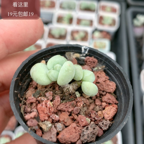 萤火虫奶酪