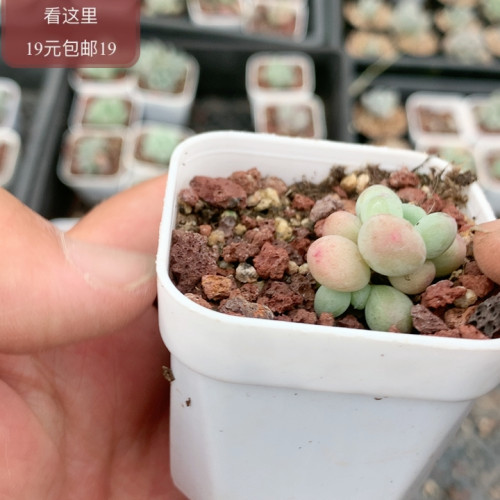 萤火虫奶酪