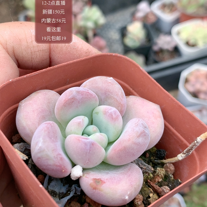奥普
