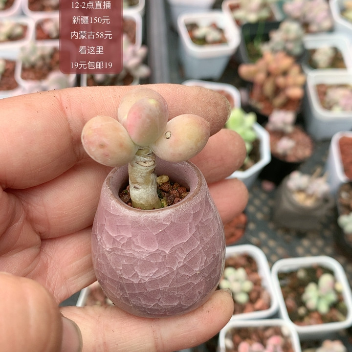 芒果奶带盆,鲜花速递/花卉仿真/绿植园艺,多肉植物,淘宝优惠券,粉丝福利购,淘宝优惠卷