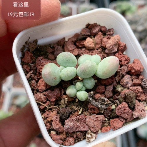 萤火虫奶酪