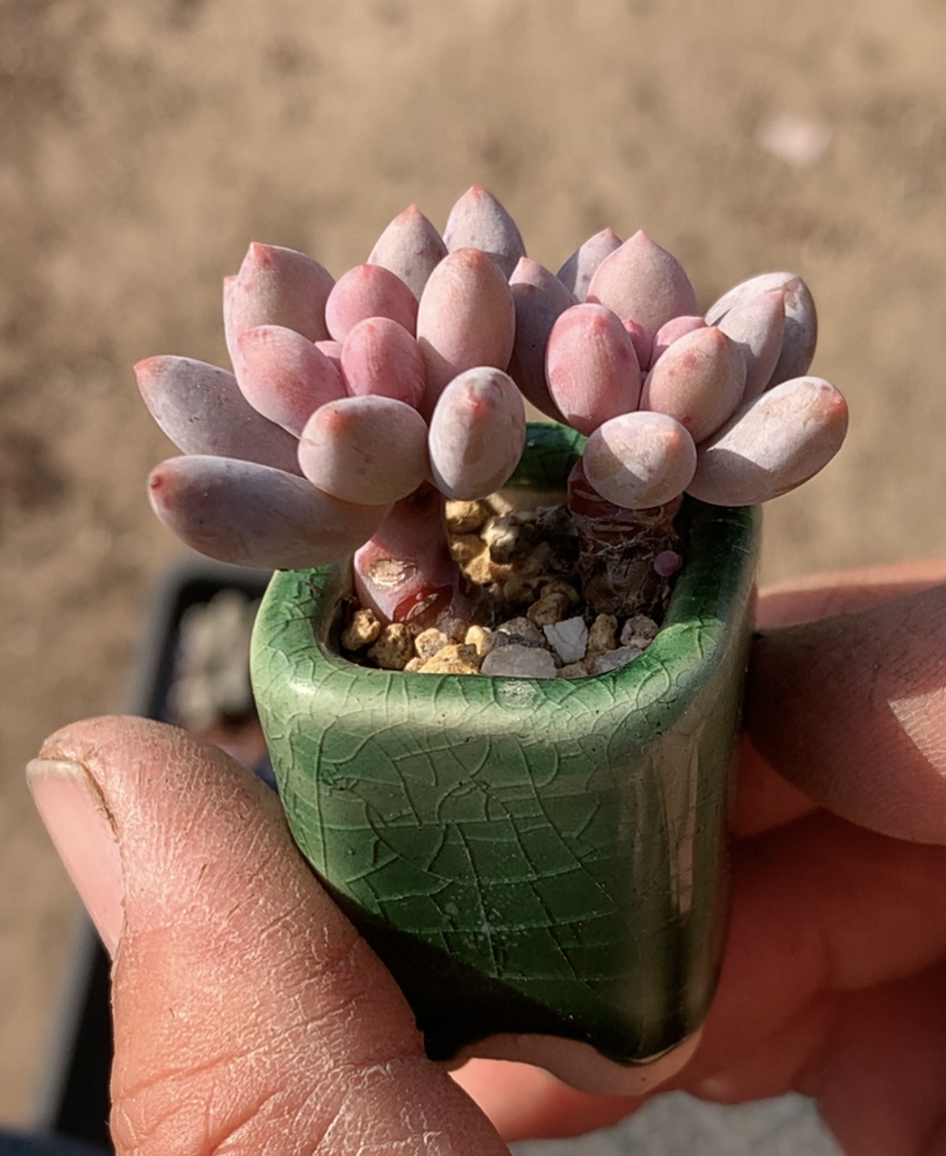 溜溜球带盆奶酪 胖嘟嘟 圆滚滚 多肉植物懒人好养 一物一拍 盆栽