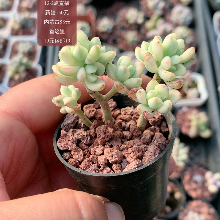 酥皮鸭锦,鲜花速递/花卉仿真/绿植园艺,多肉植物,淘宝优惠券,粉丝福利购,淘宝优惠卷