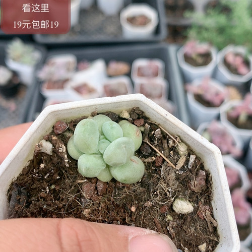 萤火虫奶酪