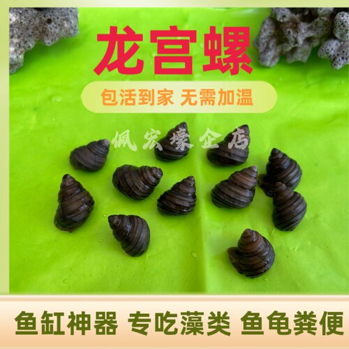 活体多棱角螺龙宫螺花螺田螺山坑螺石螺鱼缸清理垃圾除藻吃鱼屎粪