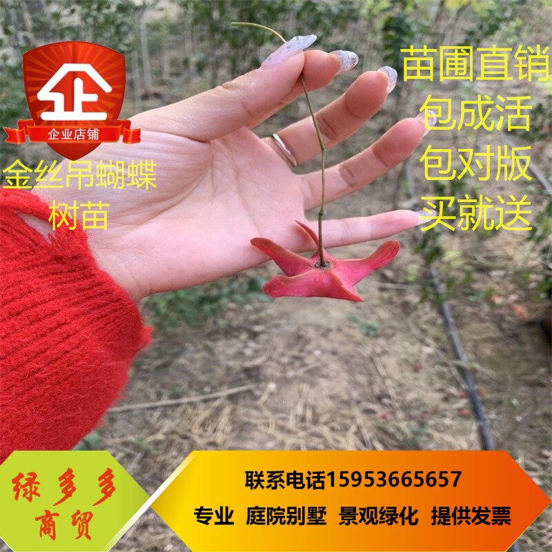 新品金丝吊蝴蝶树苗原生金线吊蝴蝶盆栽地栽花卉绿植开花庭院盆景