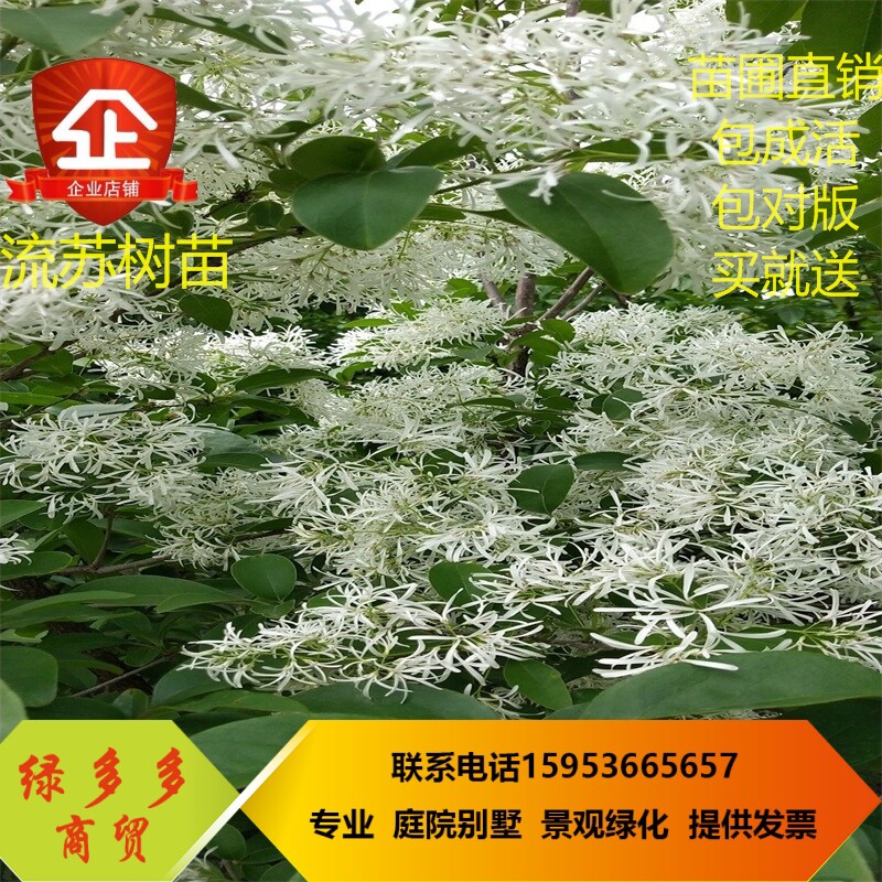 流苏苗木 流苏树苗 流苏小苗 嫁接桂花母本 油根子树苗庭院绿化苗