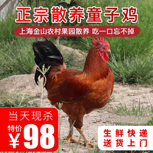 金山当地果园桃园土鸡草鸡散养现杀活鸡冰袋走地鸡三黄鸡本地阉鸡