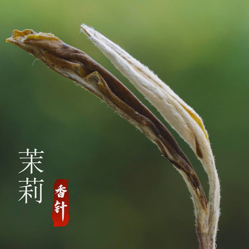 【茉莉香针】特级茉莉伯牙绝弦