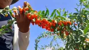 新品绿植宁夏枸杞大果树苗盆栽地载高端庭院植物