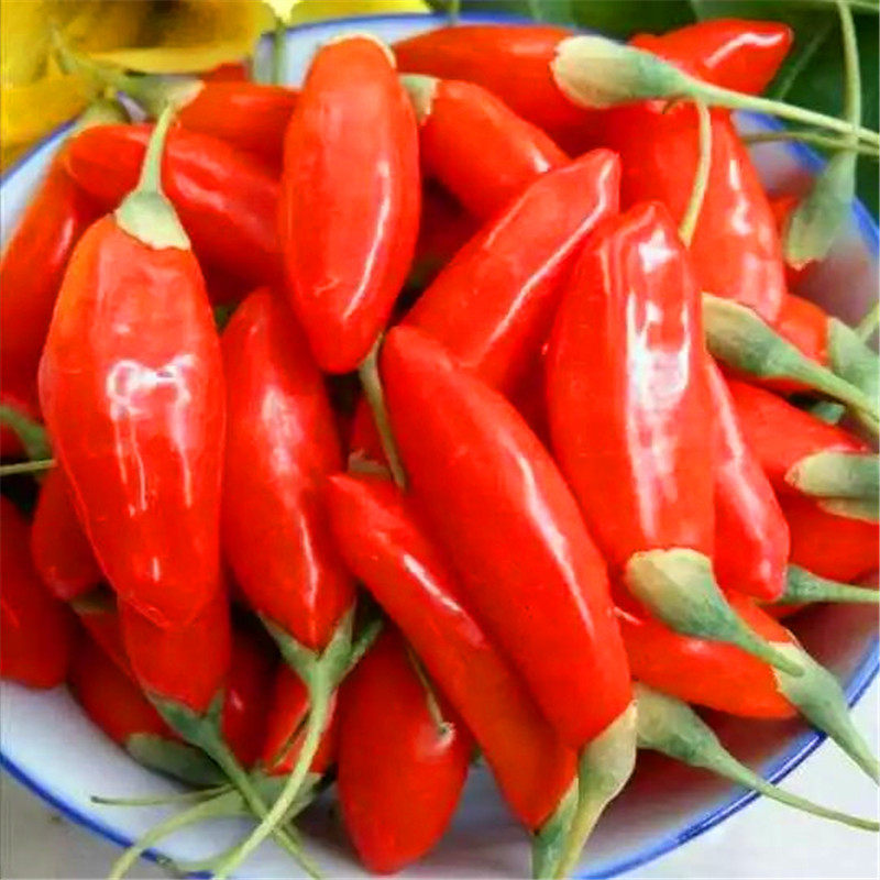 宁夏中宁鲜果靖远枸杞子特大现摘新品新鲜神秘高端鲜食水果500克