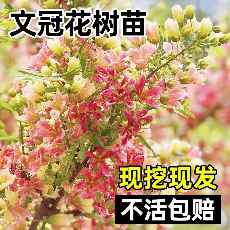 文冠花树苗状元花绿植室内盆栽庭院四季好养花卉多年生植物