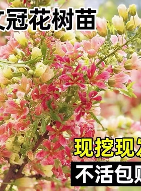 文冠花树苗状元花绿植室内盆栽庭院四季好养花卉多年生植物