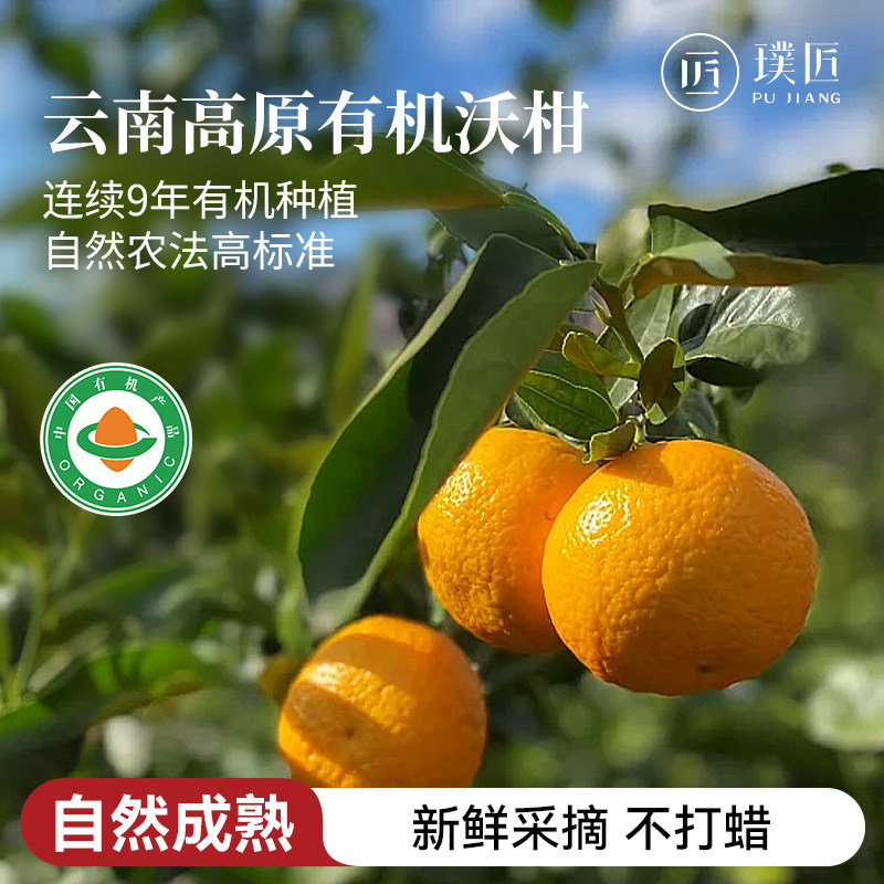 云南有机沃柑橘子自然成熟 应季当季水果 新鲜采摘柑橘非广西沃柑