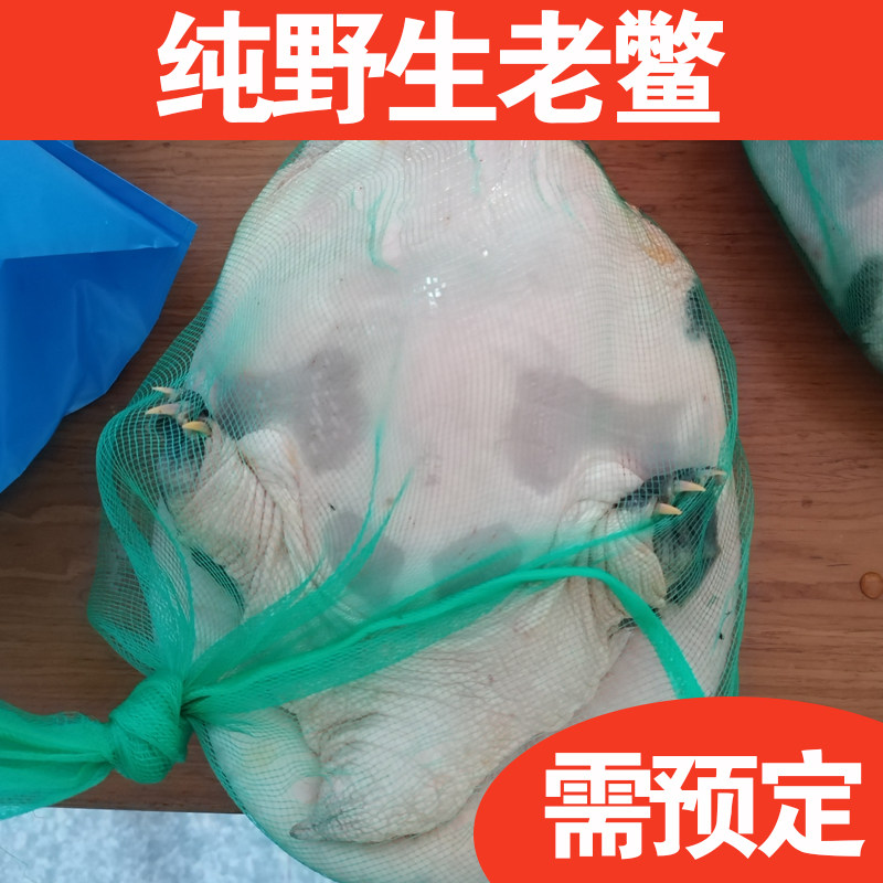 【镇店之宝】农村老鳖鲜活大王八甲鱼野外正宗土老鳖滋补煲汤