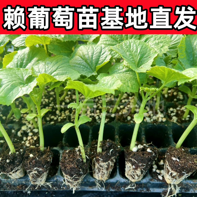 赖葡萄苗小癞瓜苗怀旧水果金铃子秧苗苦瓜西瓜甜瓜苗高产蔬菜苗秧