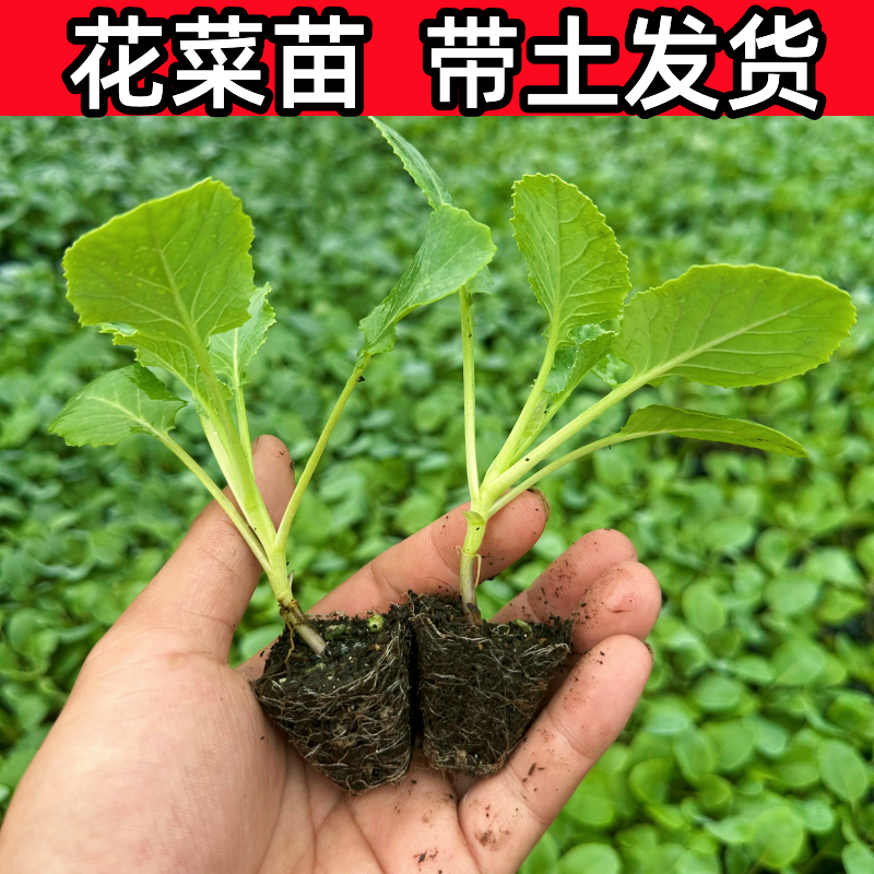 有机花菜苗西蓝花甘蓝莴笋芹菜大白菜秧苗阳台庭院盆栽秋冬蔬菜苗