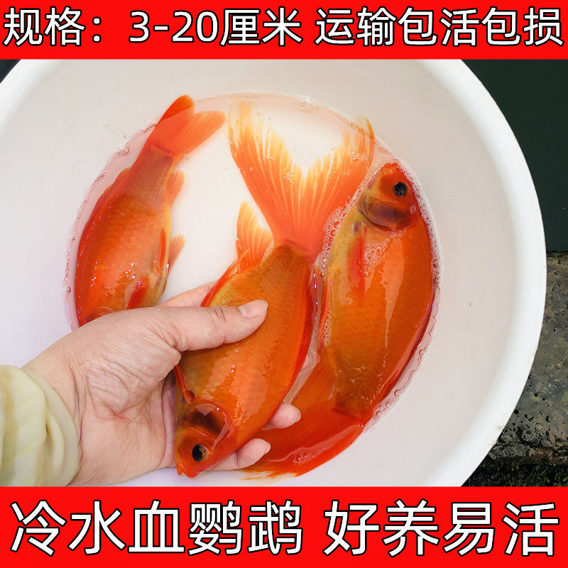 冷水血鹦鹉观赏鱼发财鱼葡萄眼淡水草金好养金鱼红草金活体风水鱼