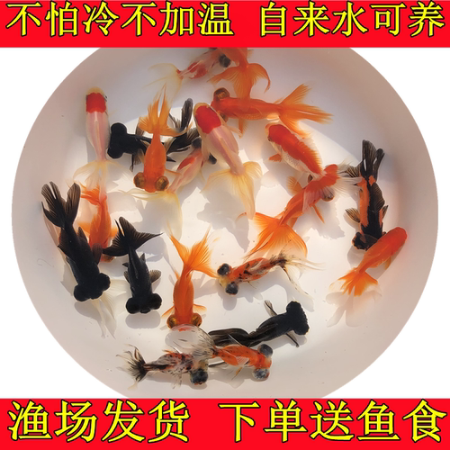 金鱼好养活体冷水鱼龙晴锦鲤草金